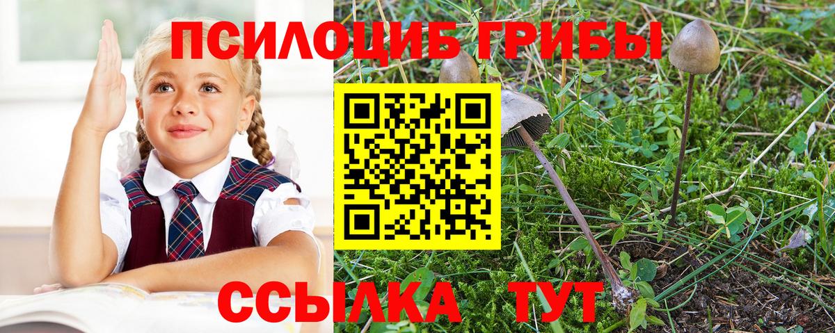 Галлюциногенные грибы Psilocybe Владивосток