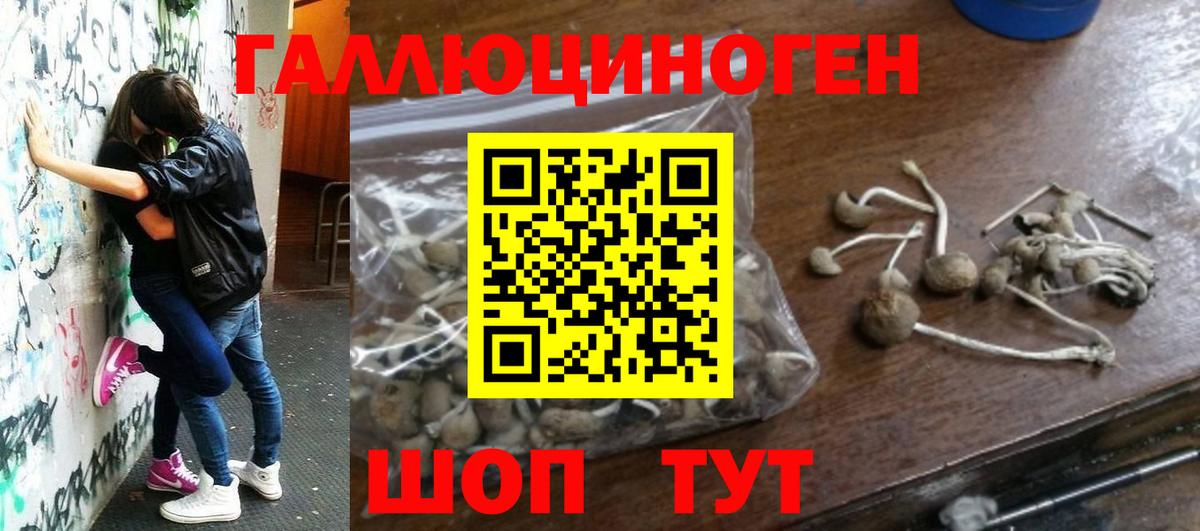 Псилоцибиновые грибы GOLDEN TEACHER  где можно купить   Владивосток  Вход с VPN 